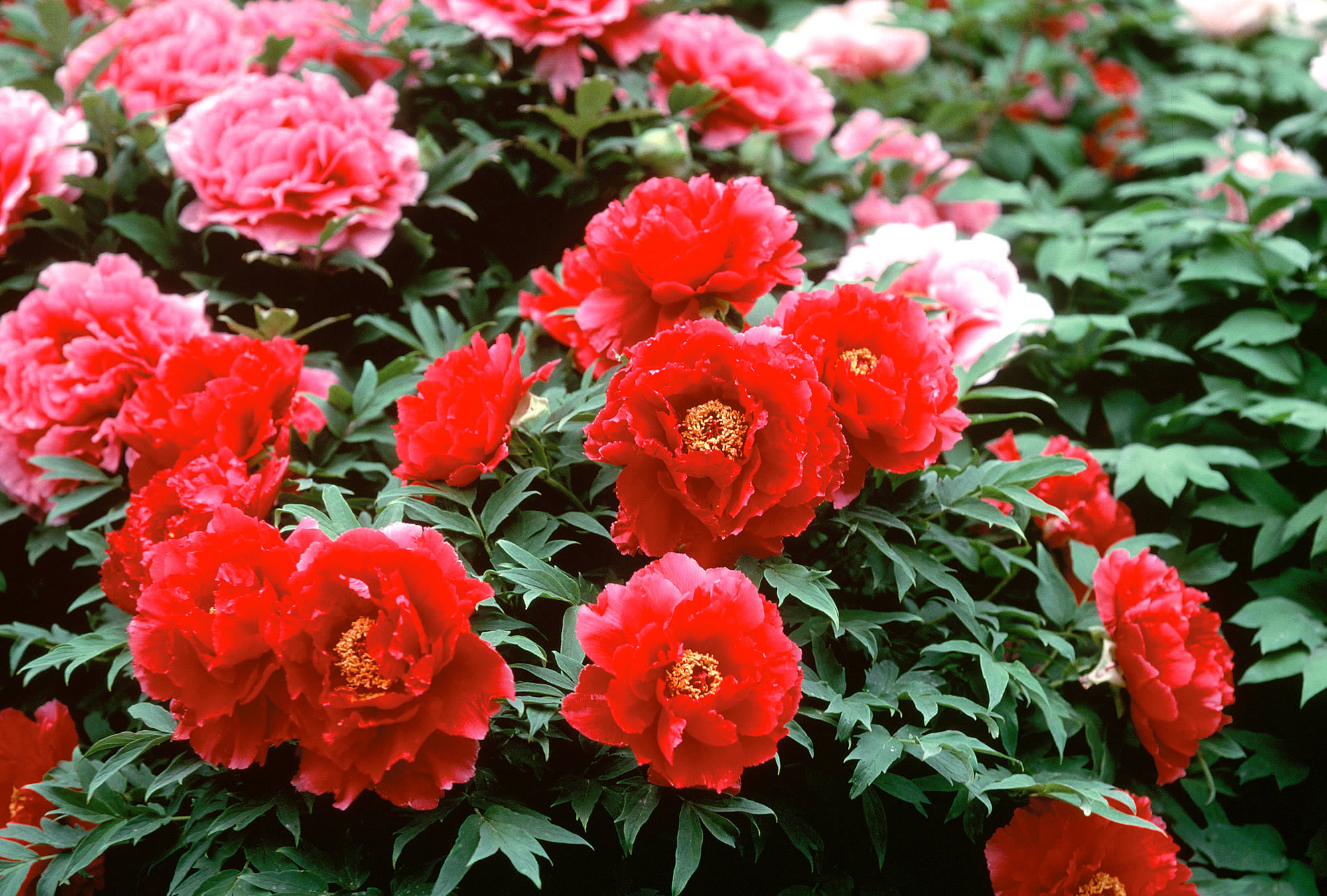 牡丹の花 新日月