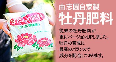 ぼたん宅配便 牡丹ボタン花の通販 販売 島根県大根島の由志園