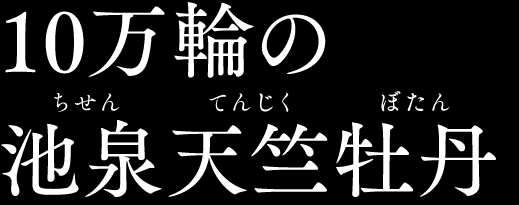 10万輪の池泉天竺牡丹